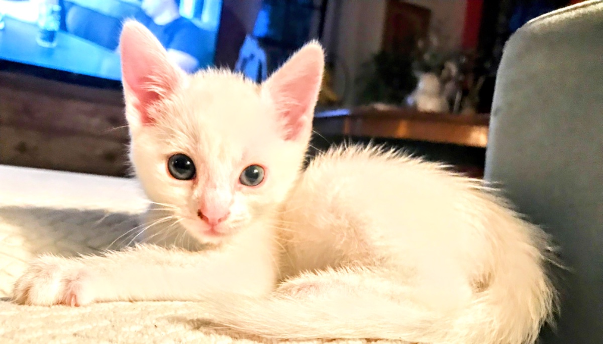Cat photo