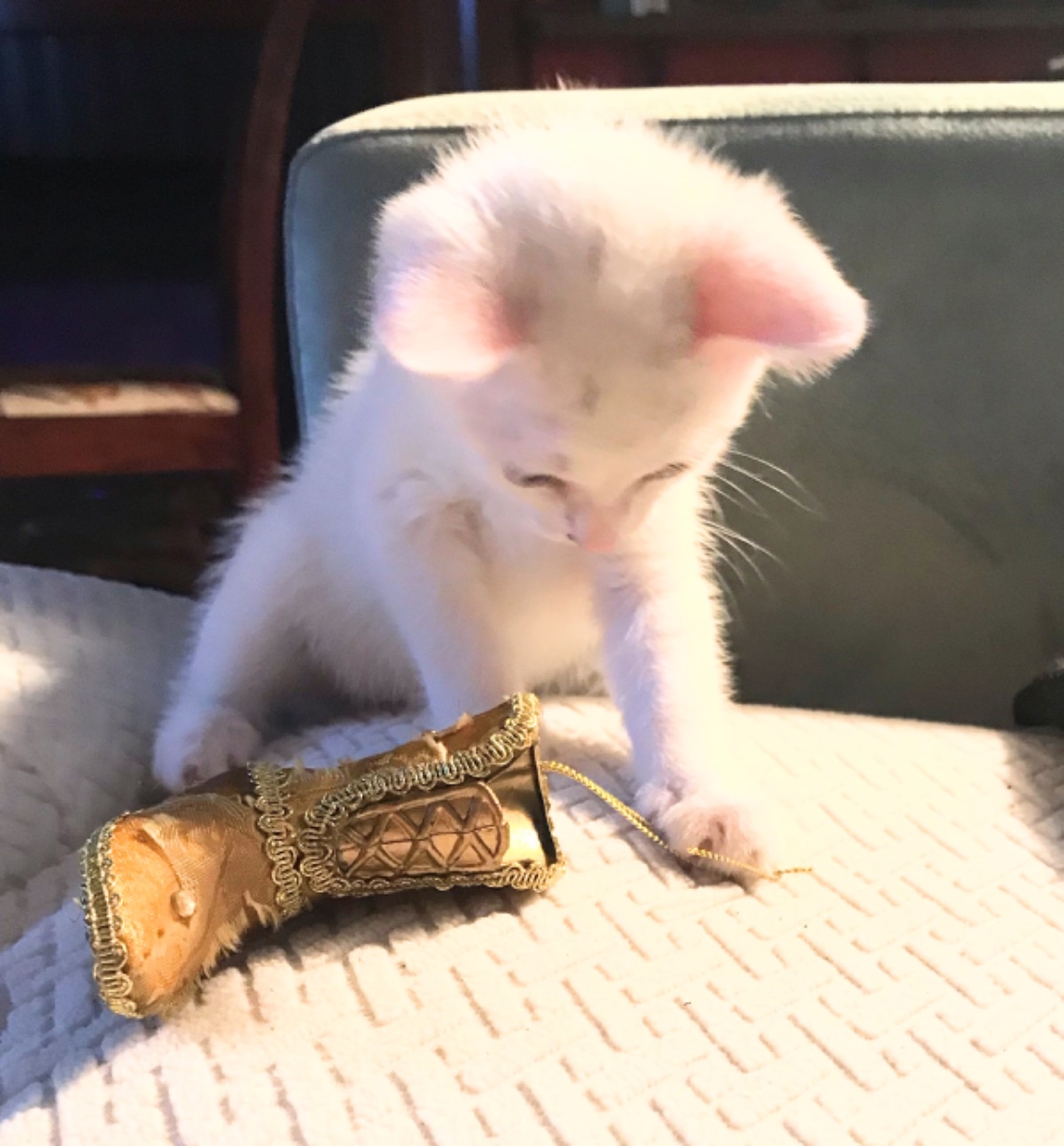 Cat photo