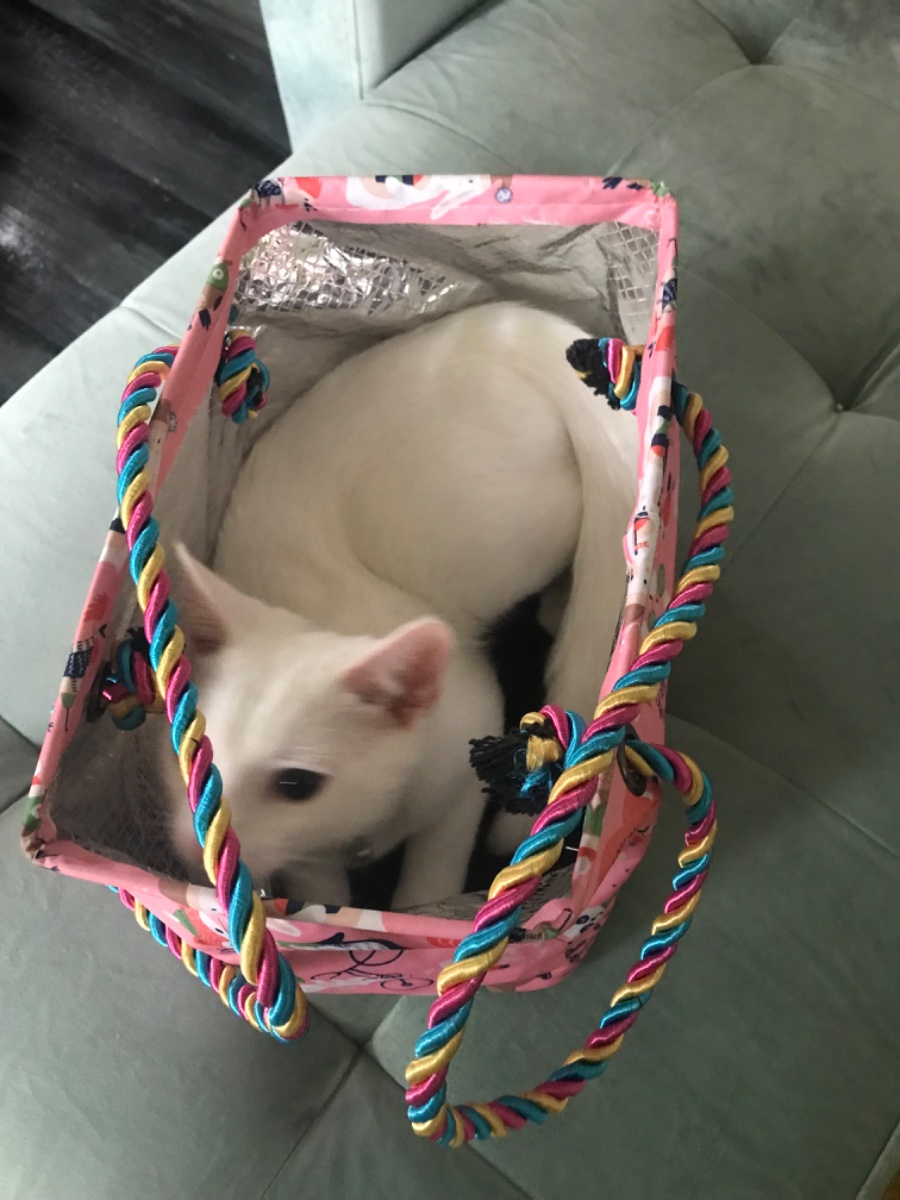 Cat photo