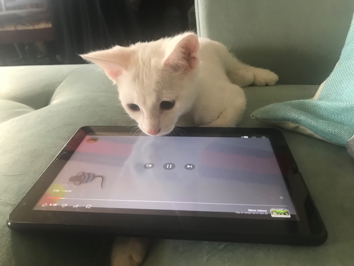 Cat photo