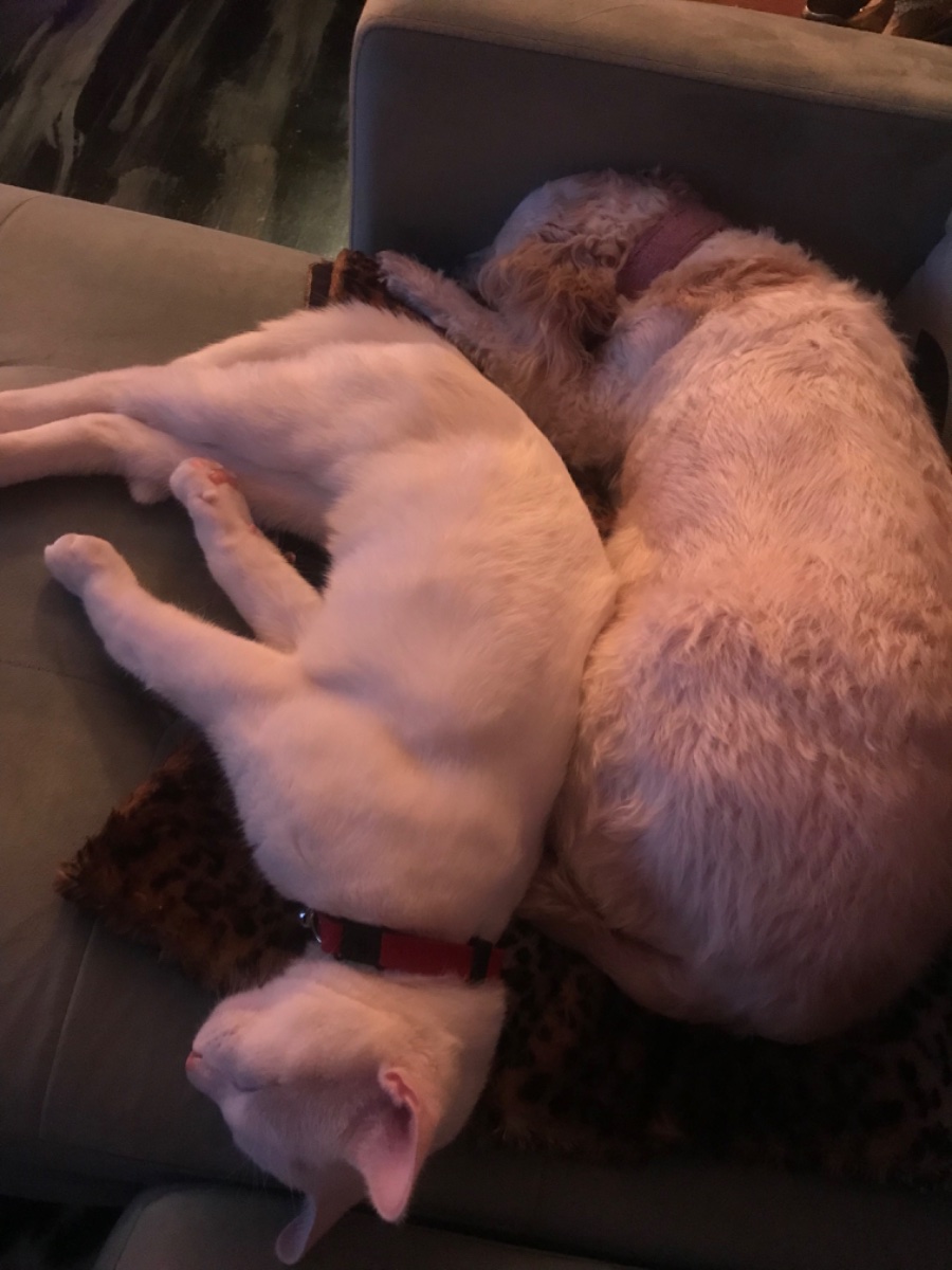 Cat photo