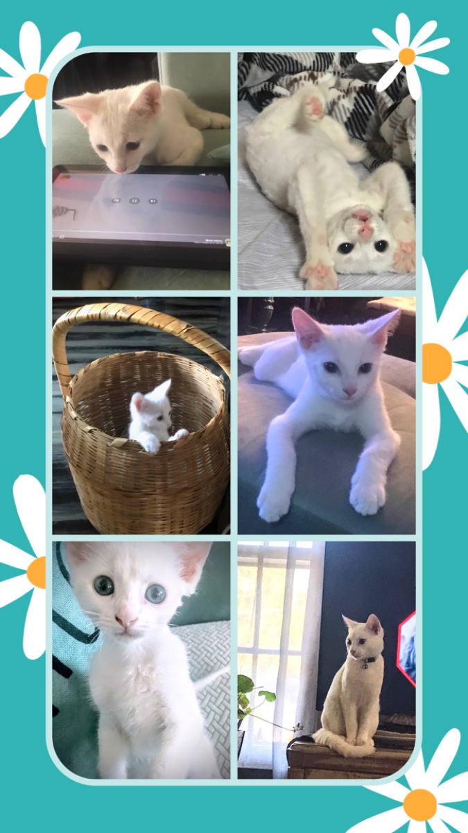 Cat photo
