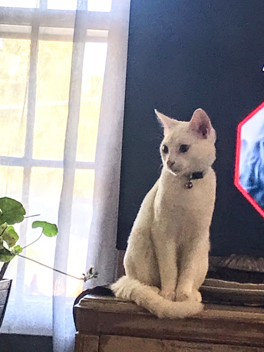 Cat photo