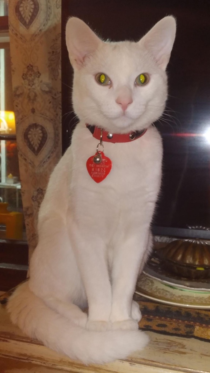 Cat photo