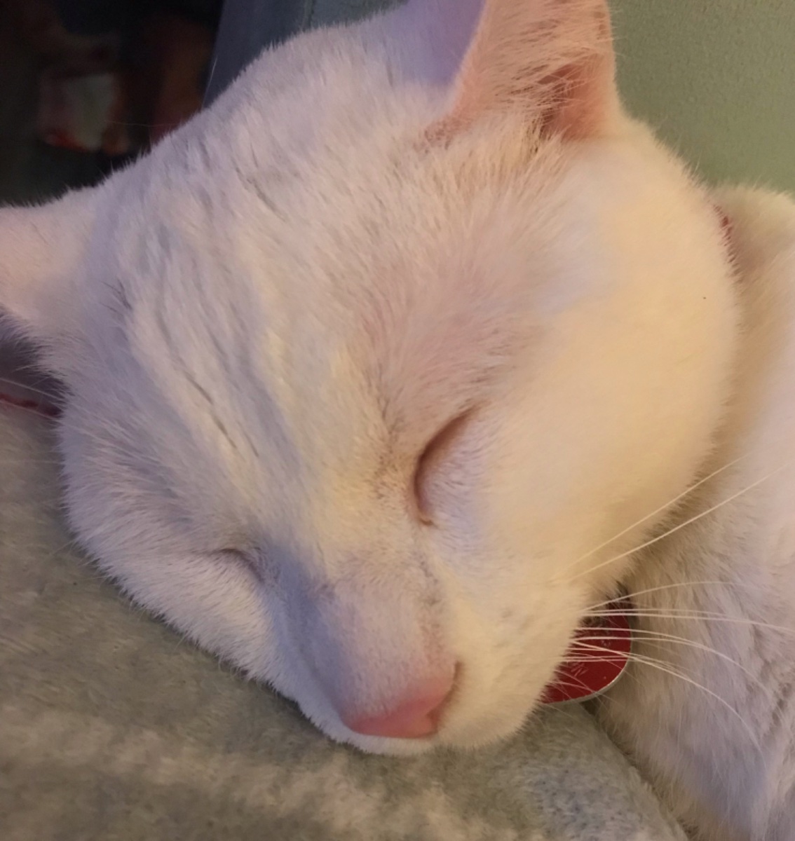 Cat photo