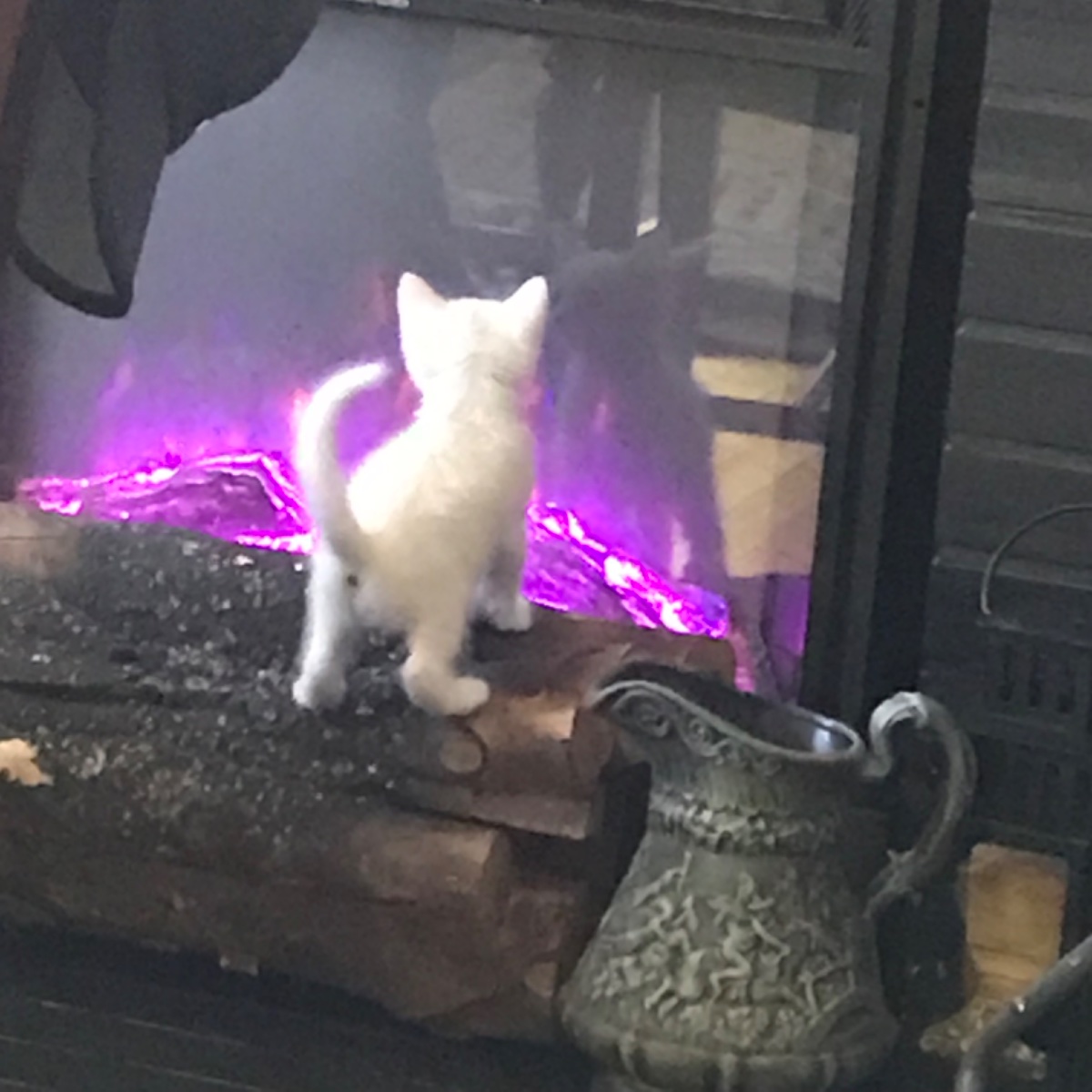 Cat photo