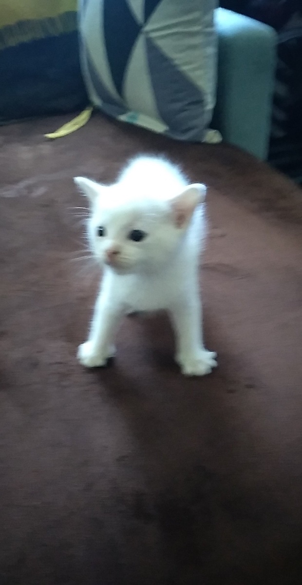 Cat photo