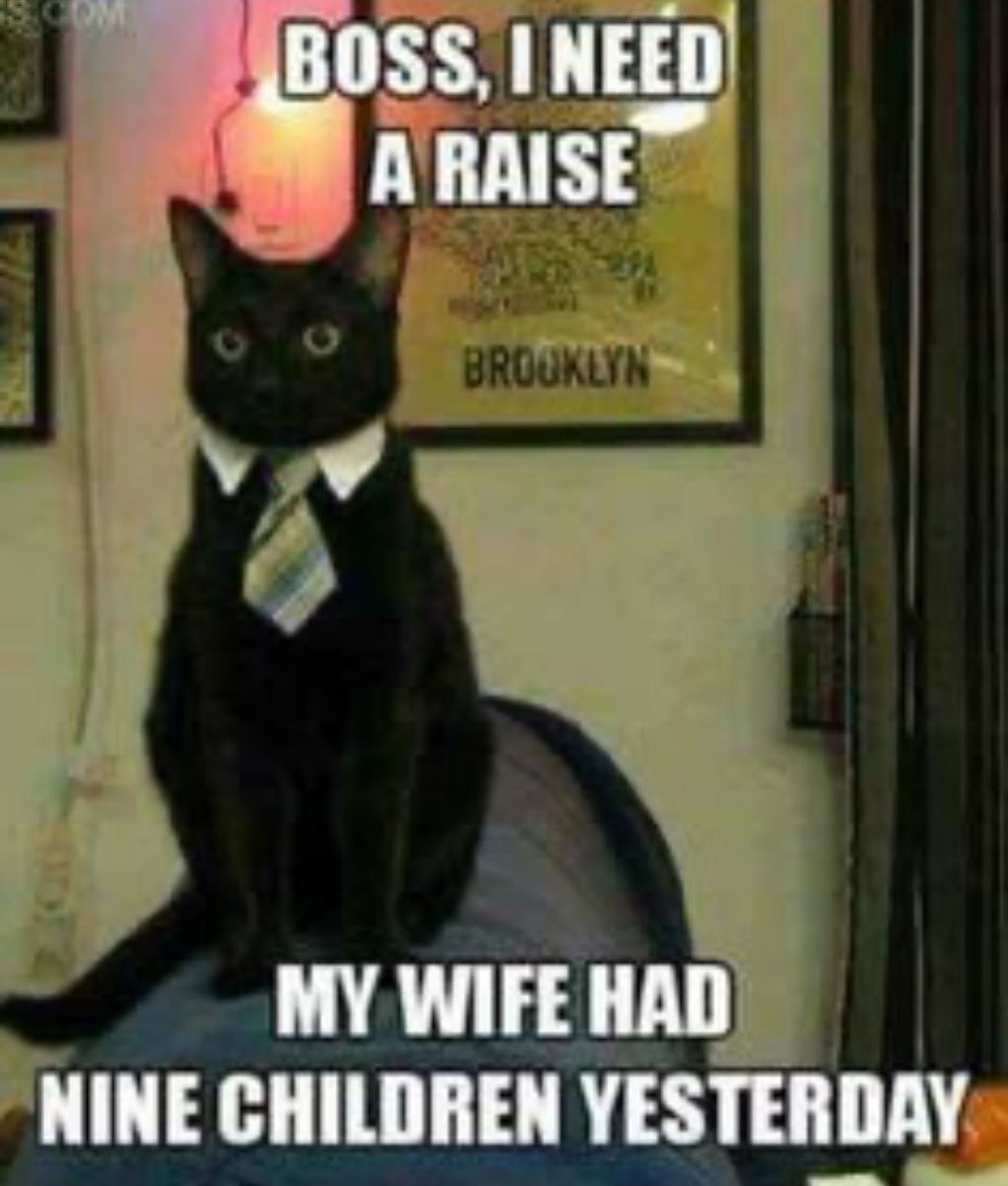 Cat photo