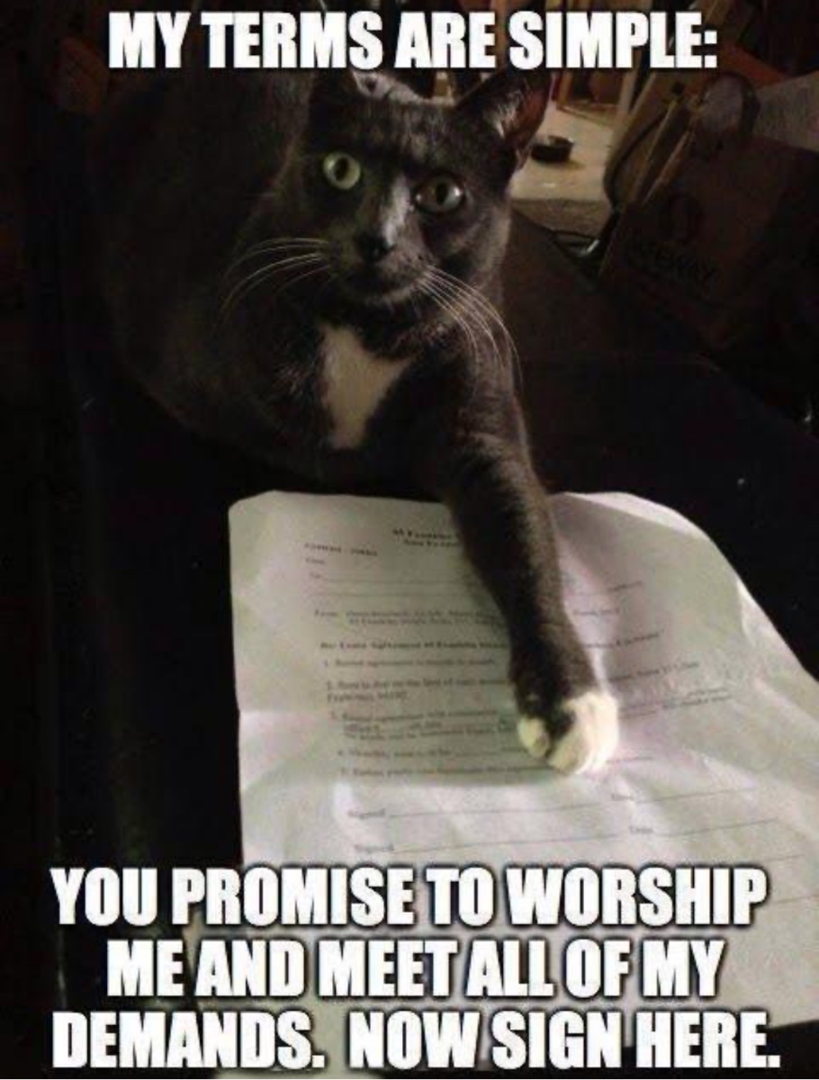 Cat photo