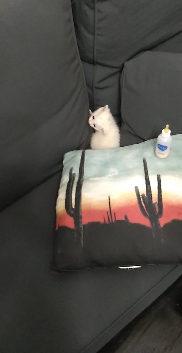 Cat photo