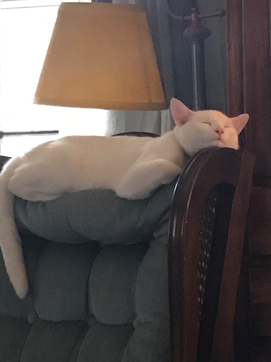Cat photo