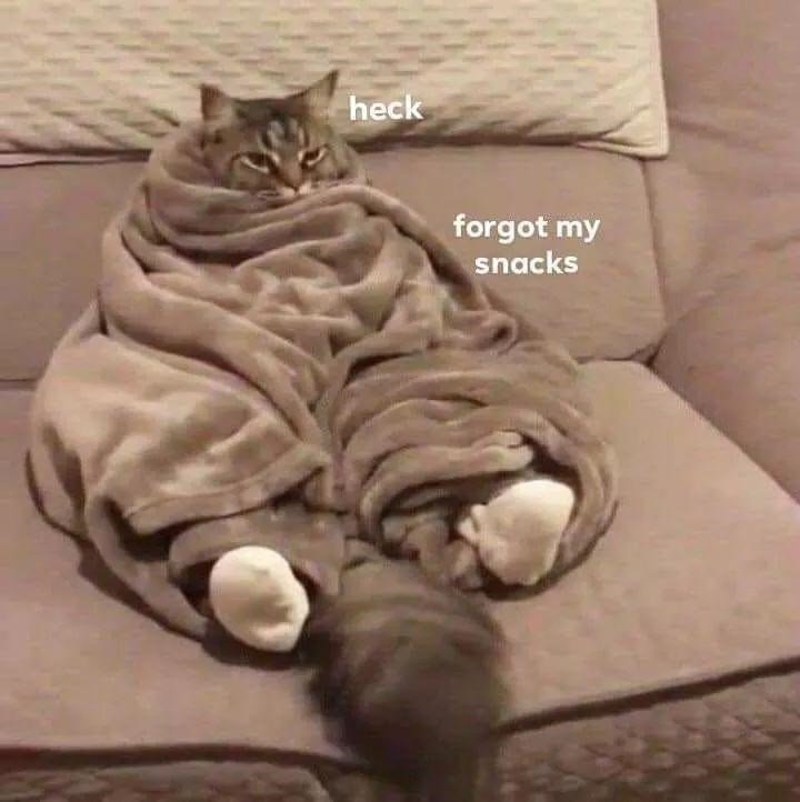 Cat photo