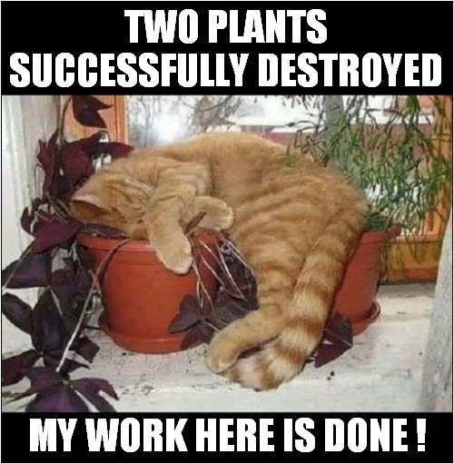 Cat photo