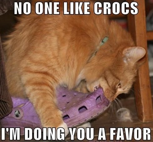 Cat photo