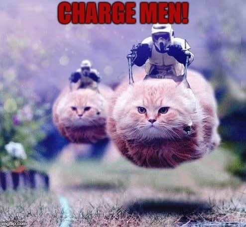 Cat photo