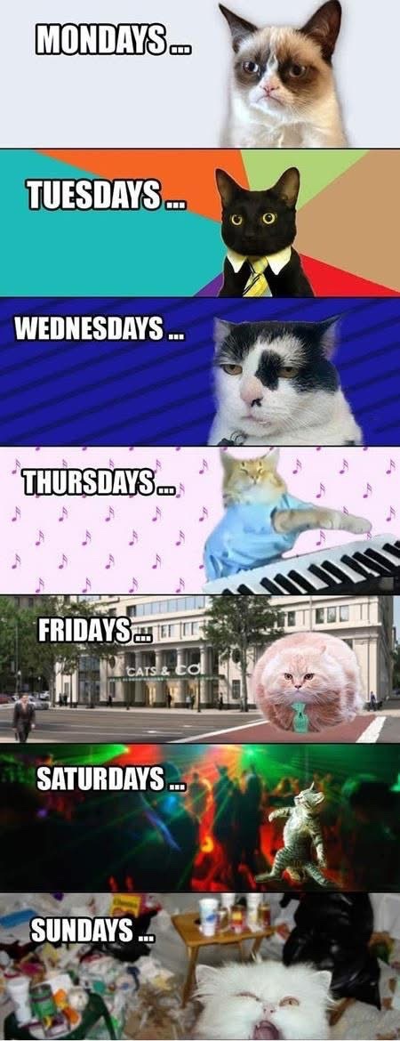 Cat photo