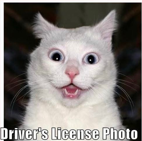 Cat photo