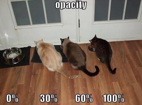 Cat photo