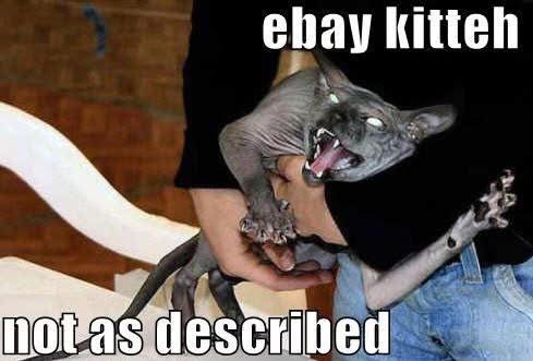 Cat photo