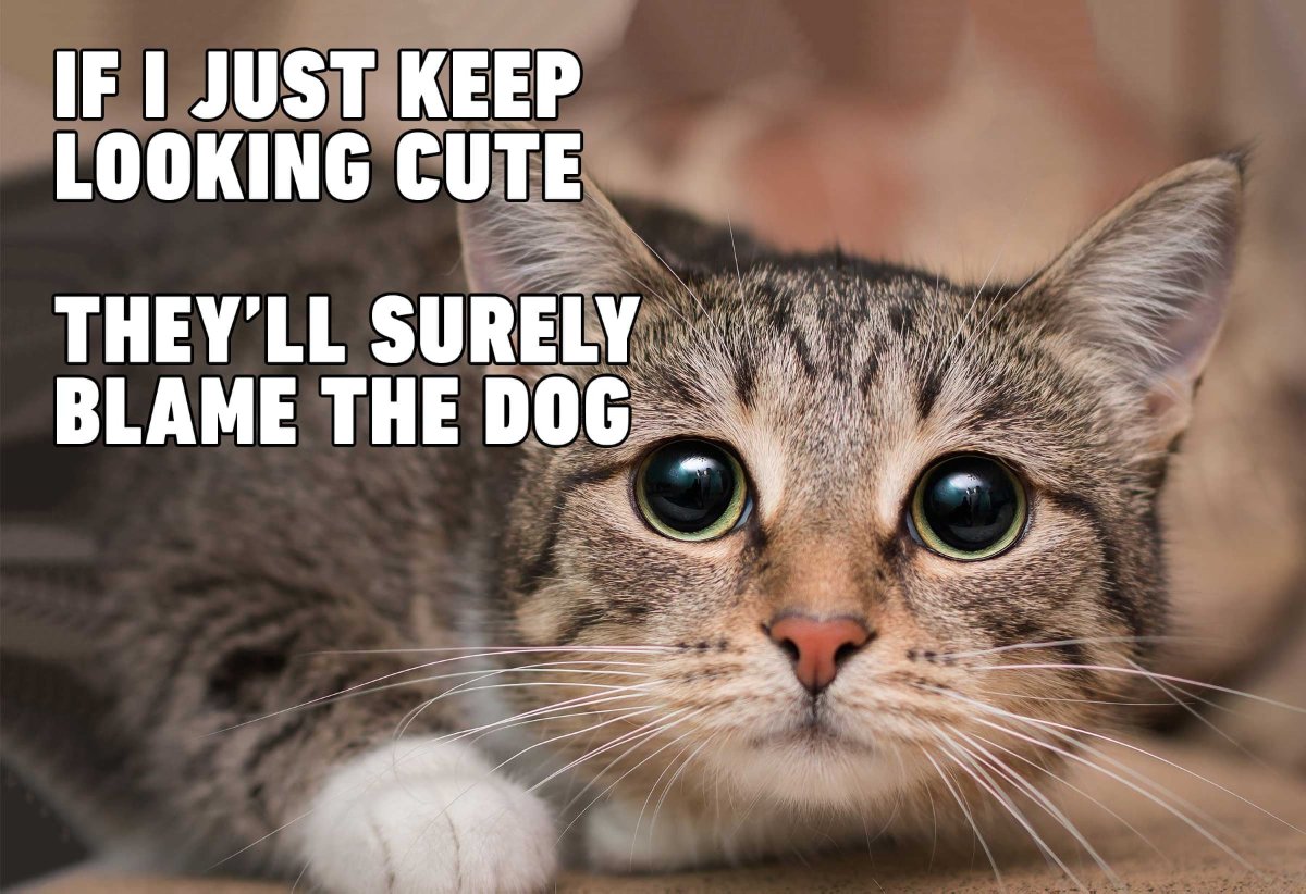 Cat photo