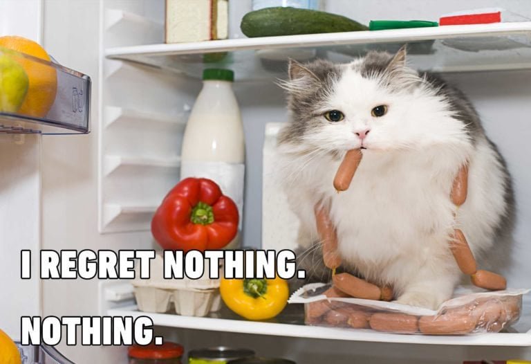 Cat photo