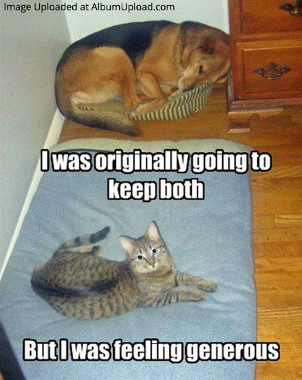 Cat photo