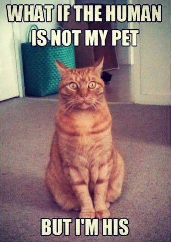 Cat photo
