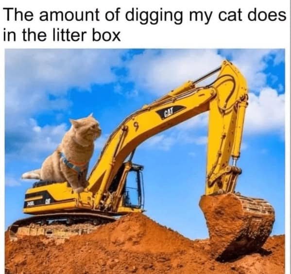 Cat photo