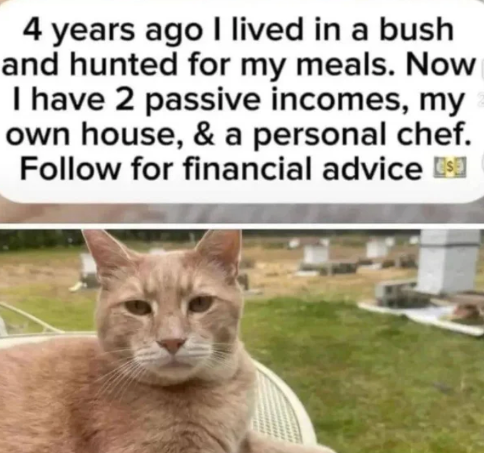 Cat photo