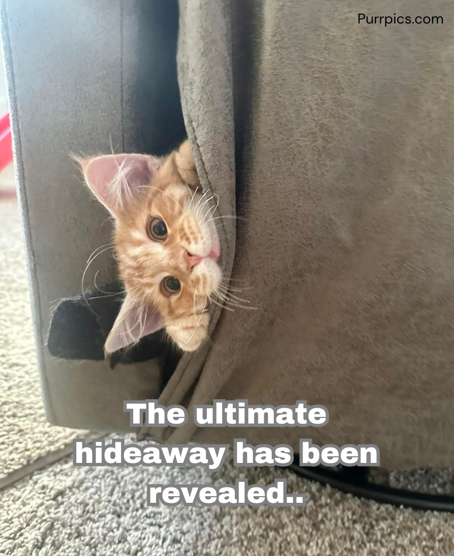 Cat photo
