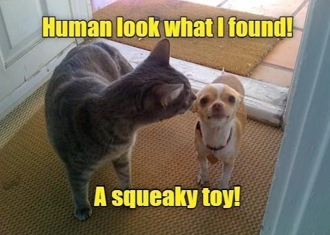 Cat photo