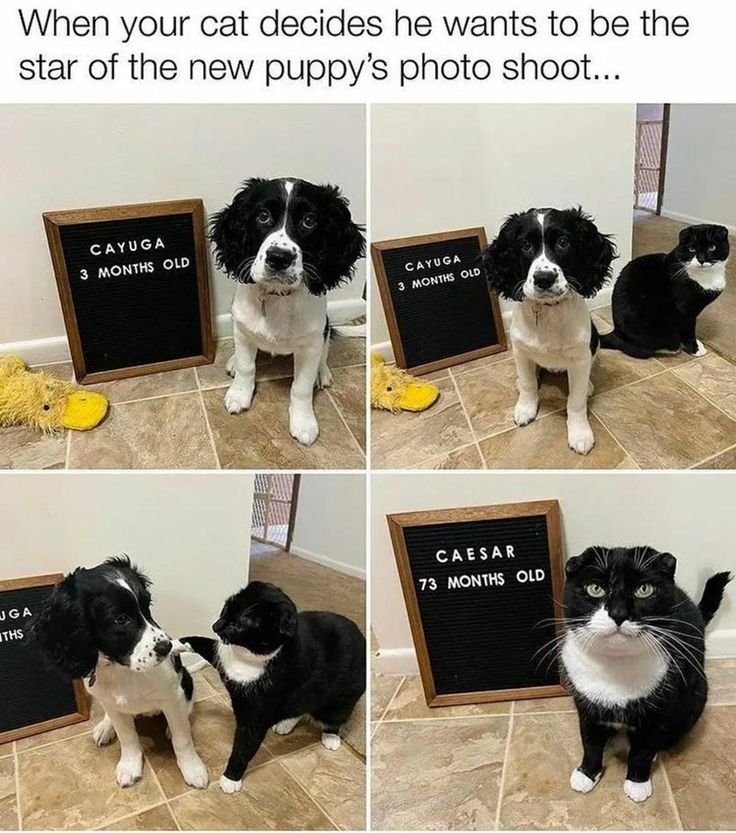 Cat photo