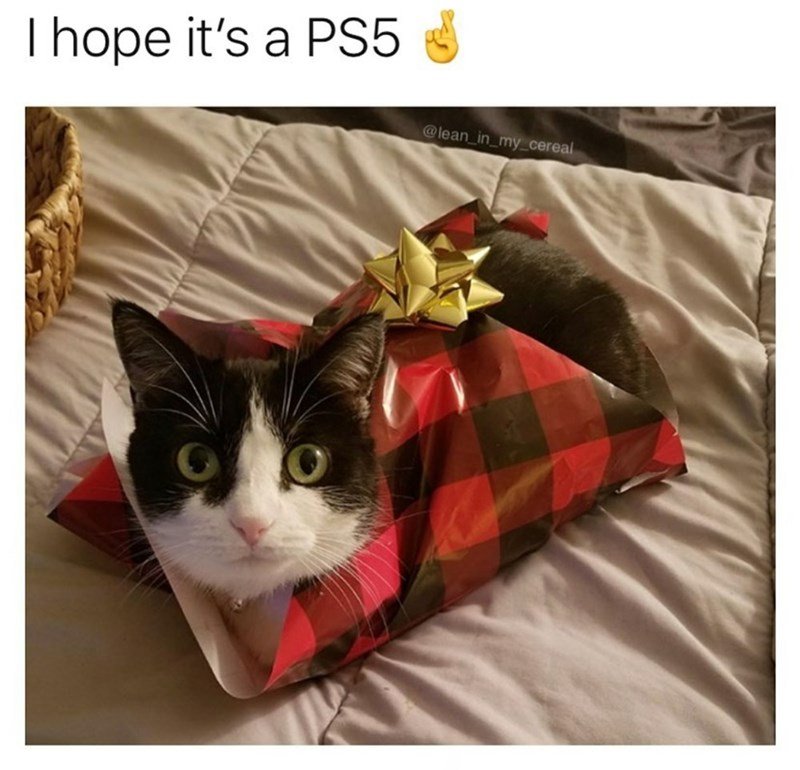 Cat photo