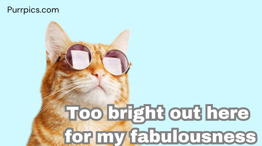 Cat photo