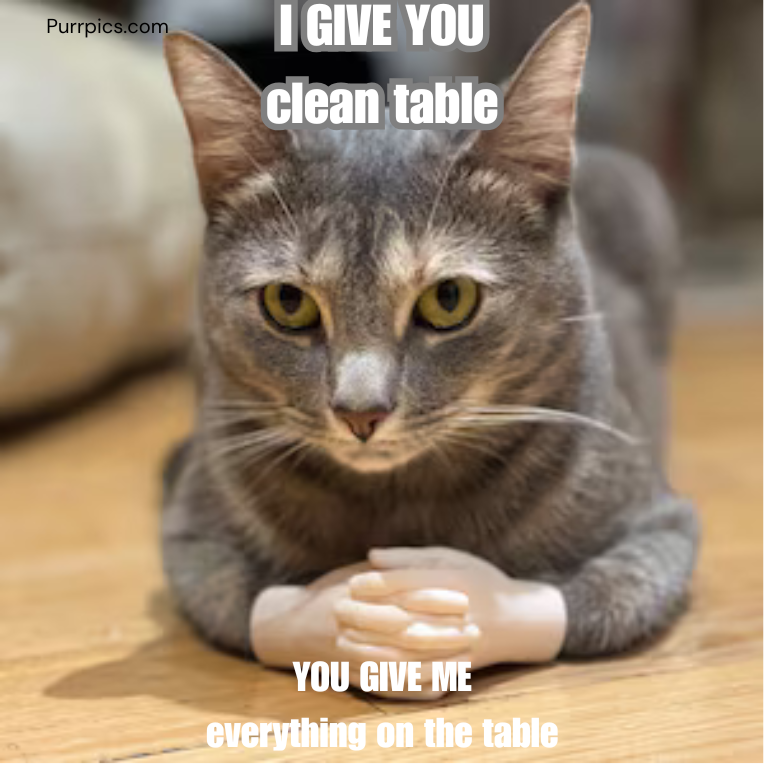 Cat photo