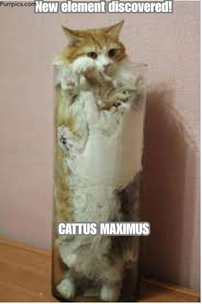 Cat photo