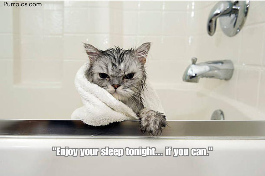 Cat photo
