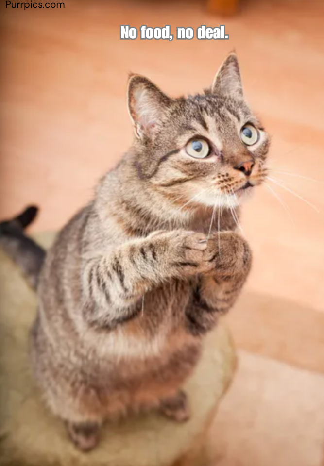 Cat photo