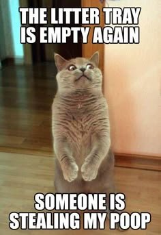 Cat photo