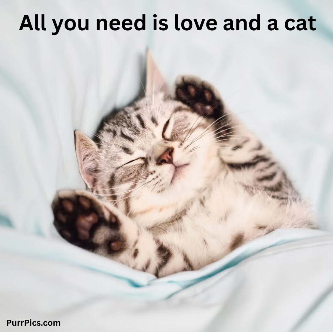 Cat photo
