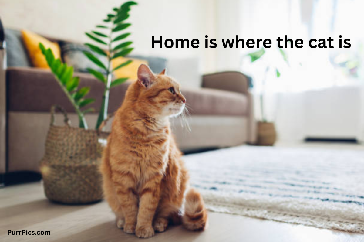 Cat photo