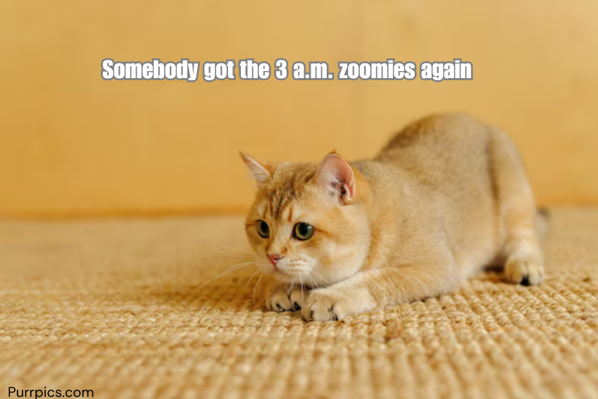 Cat photo