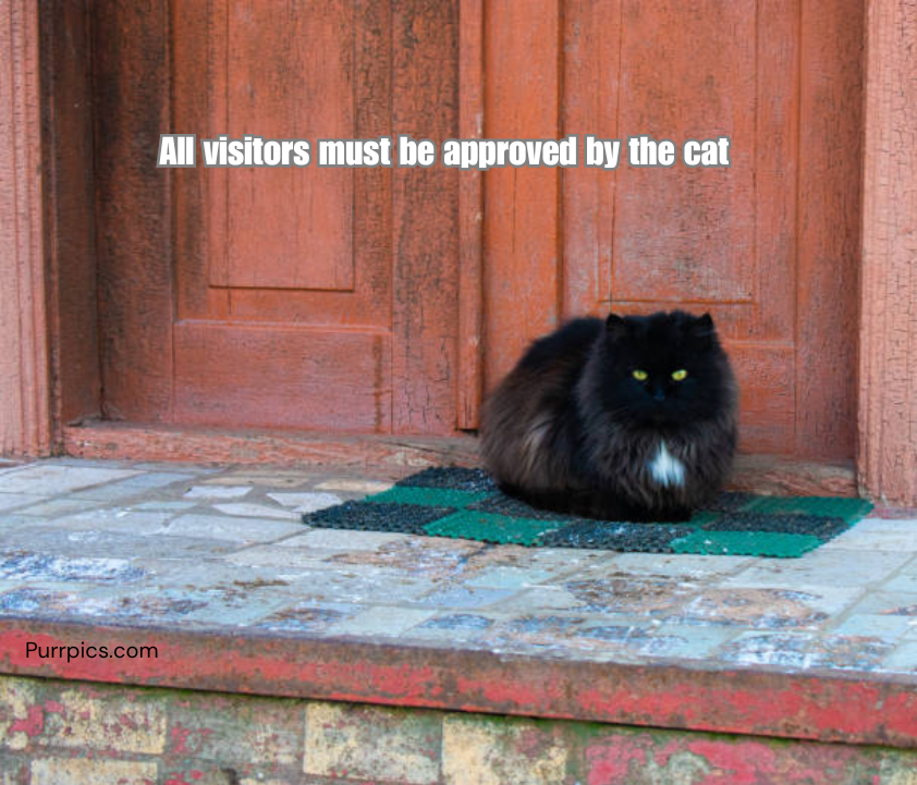 Cat photo