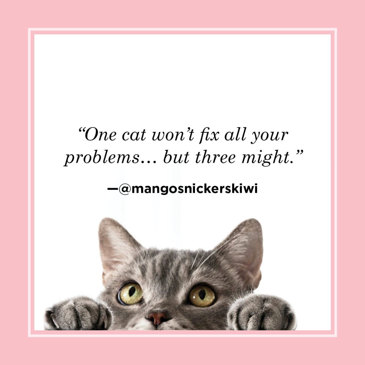 Cat photo
