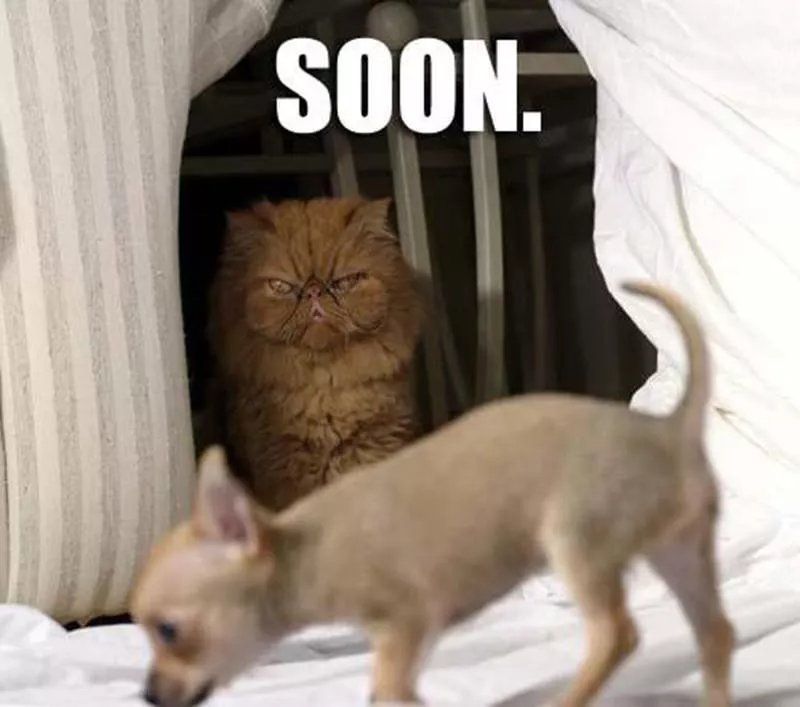 Cat photo