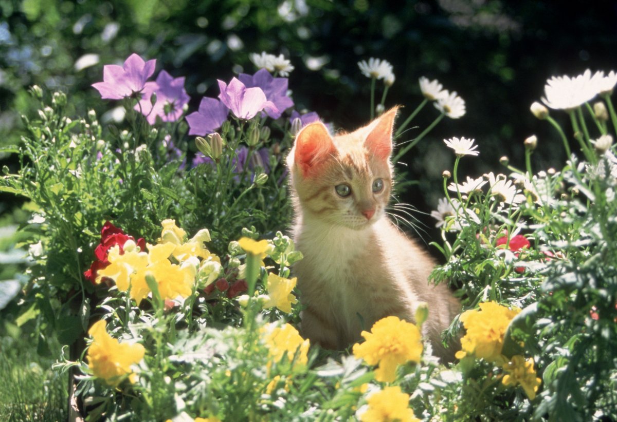 Cat photo