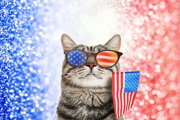 Cat photo