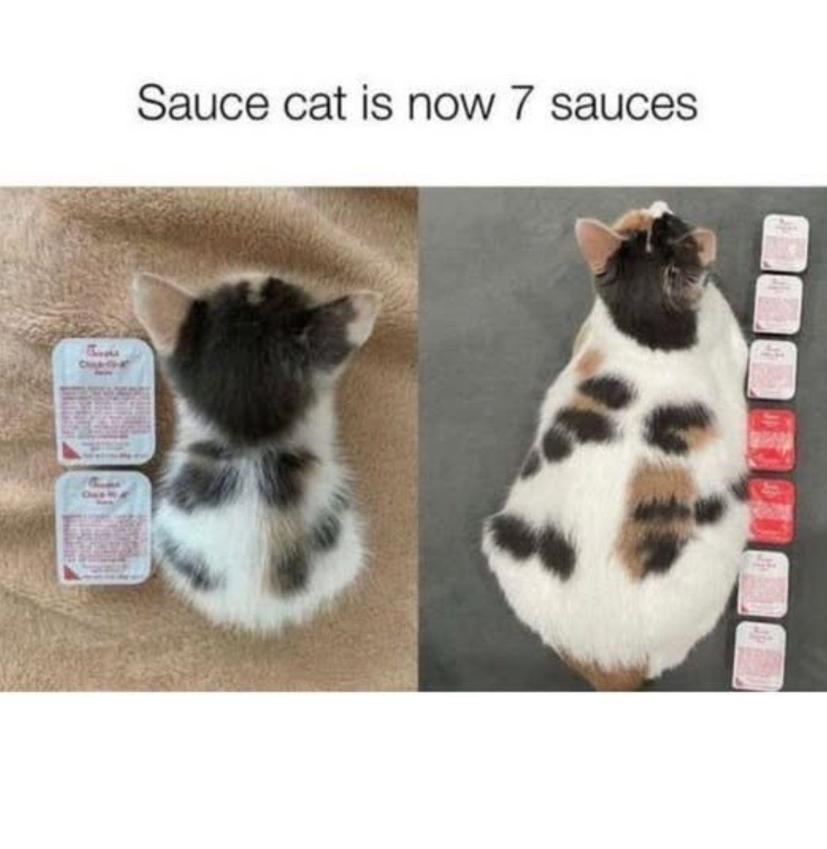 Cat photo