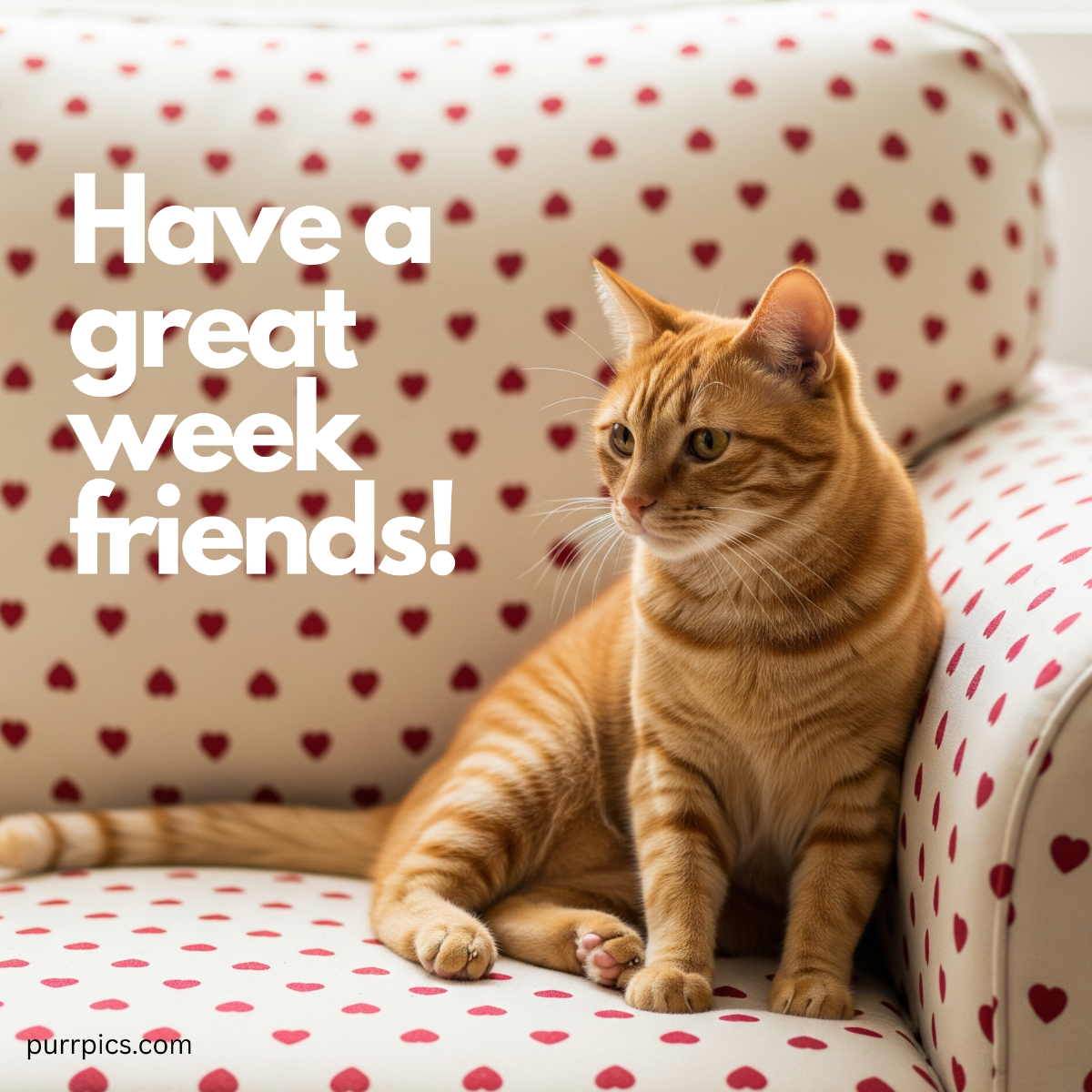 Cat photo